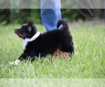 Small #3 Miniature Australian Shepherd