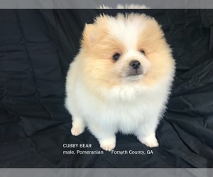 Pomeranian Puppy for sale in DAWSONVILLE, GA, USA