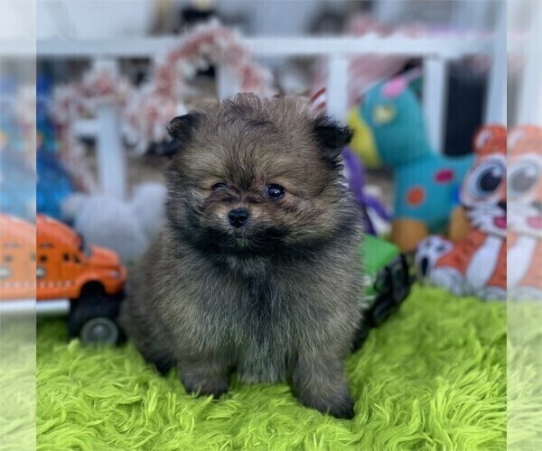 Medium Photo #7 Pomeranian Puppy For Sale in PALM BEACH, FL, USA