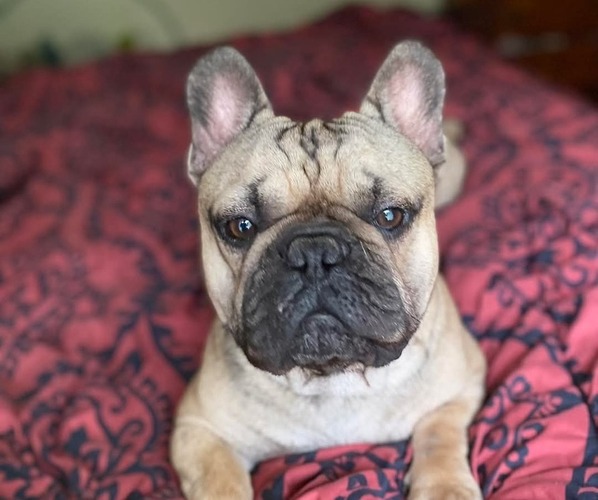 Medium Photo #1 French Bulldog Puppy For Sale in HICKORY, NC, USA
