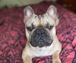 Small Photo #1 French Bulldog Puppy For Sale in HICKORY, NC, USA