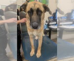 SHADOW - Male German Shepherd Dog-Unknown Mix Dog for Adoption - Small photo