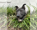 Small #4 Mutt