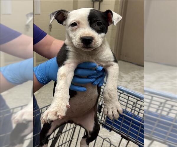 Medium Photo #1 Mutt Puppy For Sale in Conroe, TX, USA