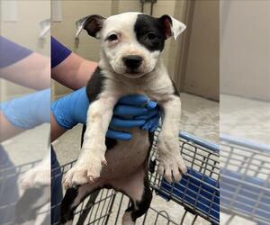 Mutt Dogs for adoption in Conroe, TX, USA