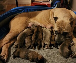 Cane Corso Puppy for sale in LYNNWOOD, WA, USA