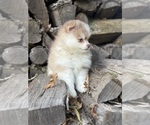 Small #4 Pomsky