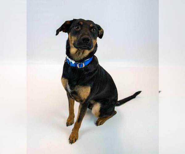 Medium Photo #2 Mutt Puppy For Sale in Kennesaw, GA, USA