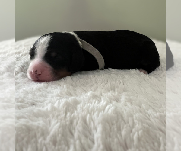 Medium Photo #9 Bernedoodle Puppy For Sale in MARTINSVILLE, IN, USA