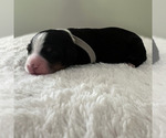 Small #8 Bernedoodle