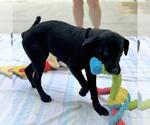 Small #2 Chocolate Labrador retriever Mix