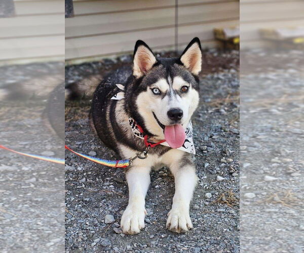 Medium Photo #1 Siberian Husky Puppy For Sale in Severn, MD, USA