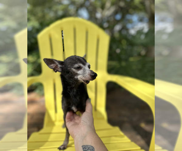 Medium Photo #7 Chiweenie Puppy For Sale in Weston, FL, USA