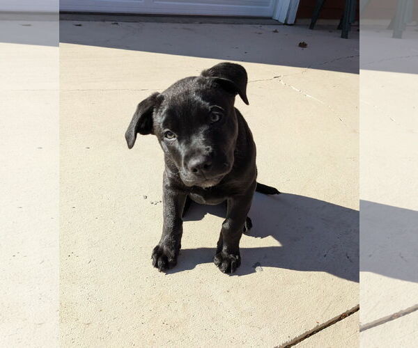 Medium Photo #4 Mutt Puppy For Sale in St. Louis Park, MN, USA