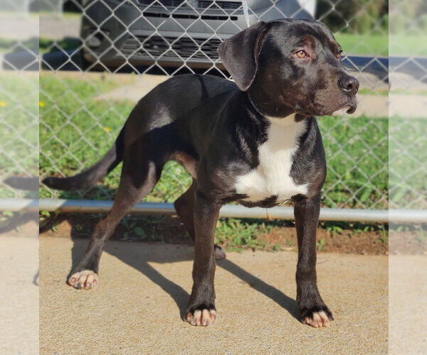 Medium Photo #16 Catahoula Leopard Dog-Staffordshire Bull Terrier Mix Puppy For Sale in Talladega, AL, USA