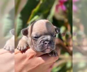 French Bulldog Dog for Adoption in OJAI, California USA