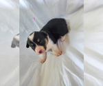 Small Photo #6 Pembroke Welsh Corgi Puppy For Sale in WESTMORELAND, TN, USA