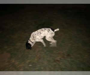 Mother of the German Shorthaired Pointer puppies born on 03/04/2019