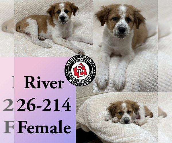 Medium Photo #1 Pyrenees Border Collie Puppy For Sale in Georgetown, KY, USA