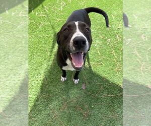 Mutt Dogs for adoption in Elmsford, NY, USA