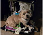 Small #1 Norfolk Terrier-Shih Tzu Mix