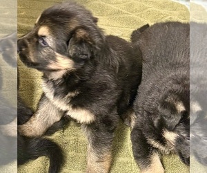 German Shepherd Dog Puppy for sale in BRIGHTON, CO, USA