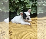 Small #4 French Bulldog