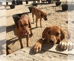 Small Photo #152 Rhodesian Ridgeback Puppy For Sale in MORONGO VALLEY, CA, USA