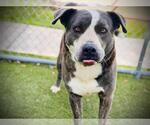 Small American Pit Bull Terrier-Labrador Retriever Mix