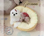 Small #2 Maltese