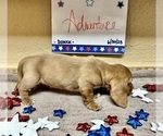 Puppy 4 Basset Hound