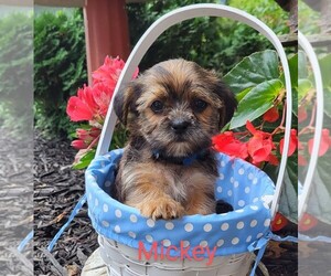 Shorkie Tzu Puppy for sale in STANTON, MI, USA