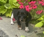 Dodge - Male Dachshund Puppy for Sale - Photo #2