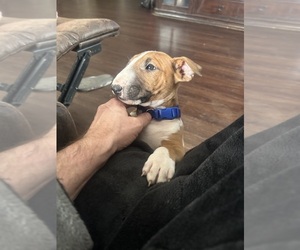 Bull Terrier Puppy for sale in KNOX, IN, USA