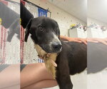 Small #3 Labrador Retriever Mix