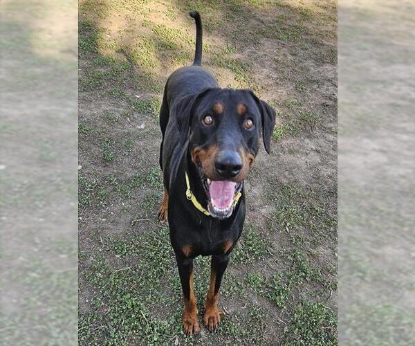 Medium Photo #1 Doberman Pinscher Puppy For Sale in Sacramento, CA, USA