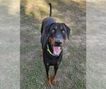 Small Doberman Pinscher