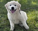 Small #1 Great Pyrenees