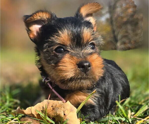Medium Photo #6 Yorkshire Terrier Puppy For Sale in NILES, MI, USA