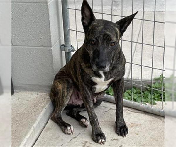 Medium Photo #2 Dutch Shepherd -Unknown Mix Puppy For Sale in Waco, TX, USA
