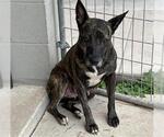 Small #1 Dutch Shepherd  Mix