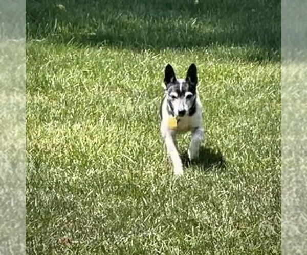 Medium Photo #3 Rat Terrier Puppy For Sale in Atlanta, GA, USA