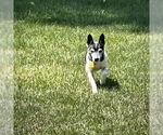 Small #2 Rat Terrier