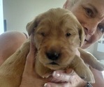 Small Golden Retriever