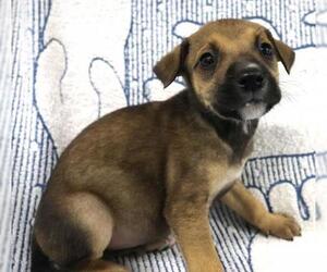 Mutt Dogs for adoption in Thief River Falls, MN, USA
