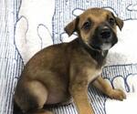 Small Mutt