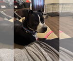 Small #2 Boston Terrier Mix