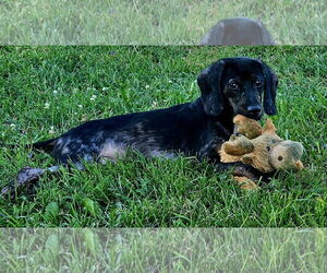 Plott Hound-Unknown Mix Dogs for adoption in Rustburg, VA, USA