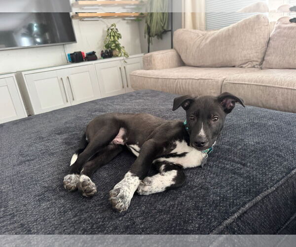 Medium Photo #3 Mutt Puppy For Sale in Holly Springs, NC, USA