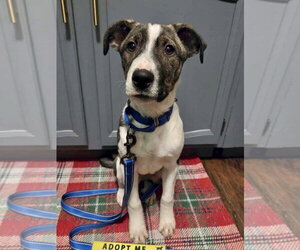 NOAH - Male Borador Dog for Adoption - Photo #6